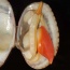 Sò lụa đỏ sống, thịt ngon ngọt